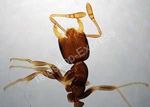 TS-Optics ZOOLOGIE / Tiere Dauerpräparate für Mikroskope - 25 Stück in Holzbox (mit deutscher Übersetzung der Inhaltsangabe), .. Beispielbilder aus dem Inhalt, TSMDPZ - 3