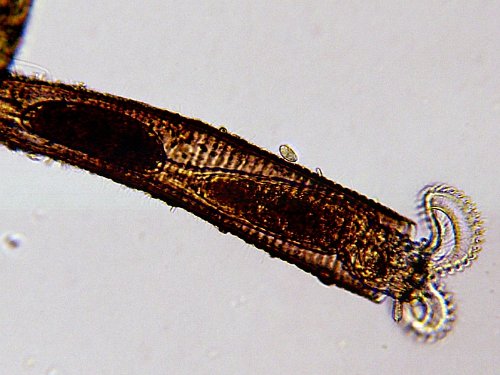 Bresser LCD-Mikroskop 50x-500x (2000x digital), 5 Megapixel, 8.9cm (3.5