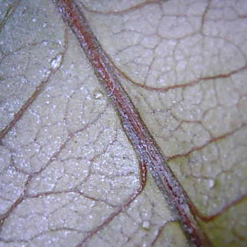 COLEMETER® USB 2.0 Digital Microscope Microscope Camera Magnifier Endoscope Lupe Video HD Videoaufnahme 500X 8-LED - 2